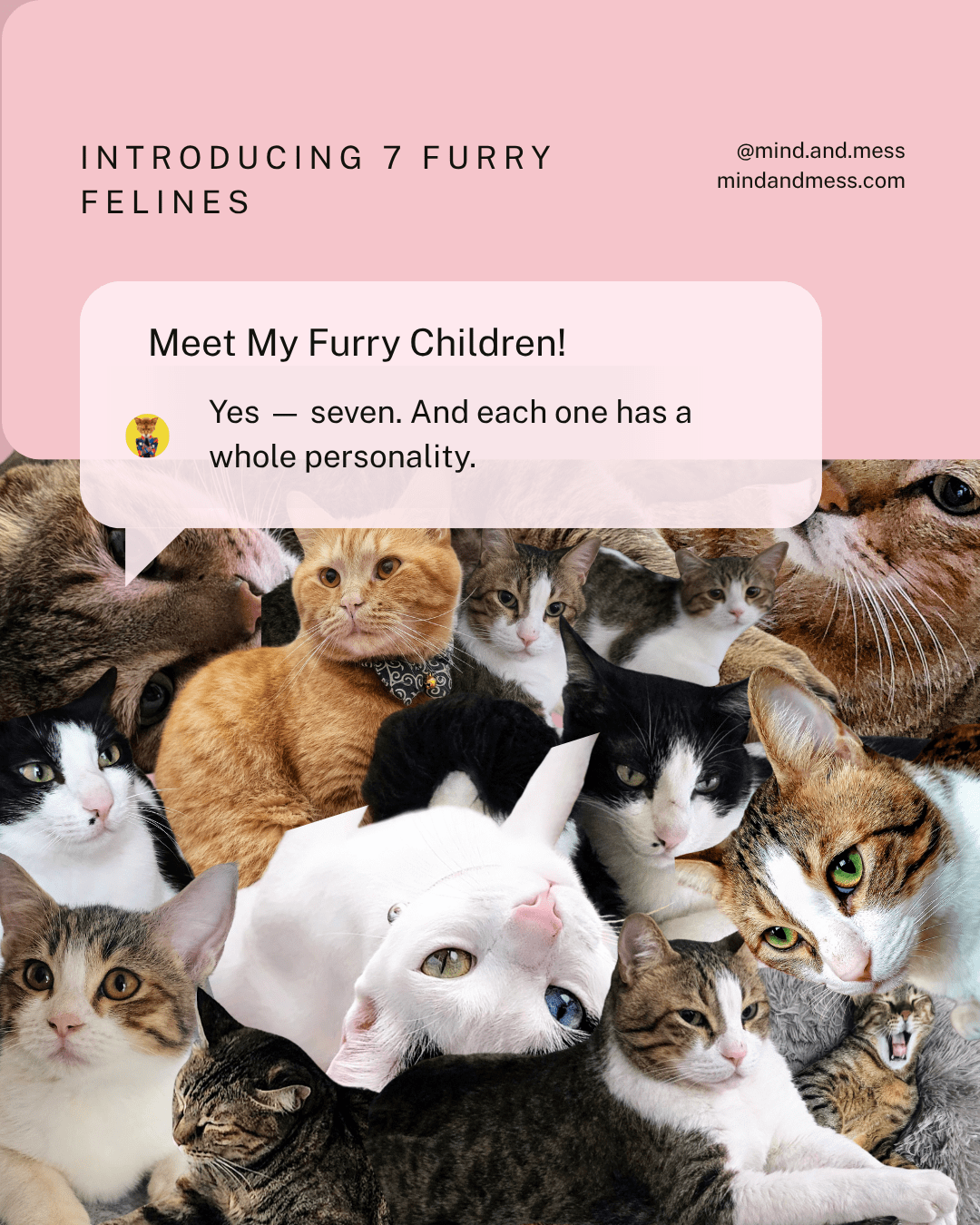 Introducing my 7 felines